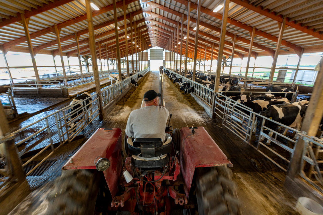 Lifestyle photography of a farmer riding tractor in barn with cows