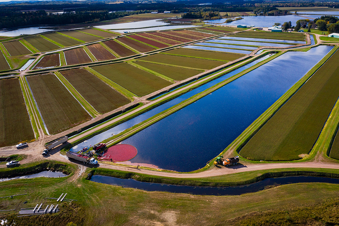 Drone photograph of a cranberry bog being harvested